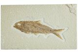 Detailed Fossil Fish (Knightia) - Wyoming #227451-1